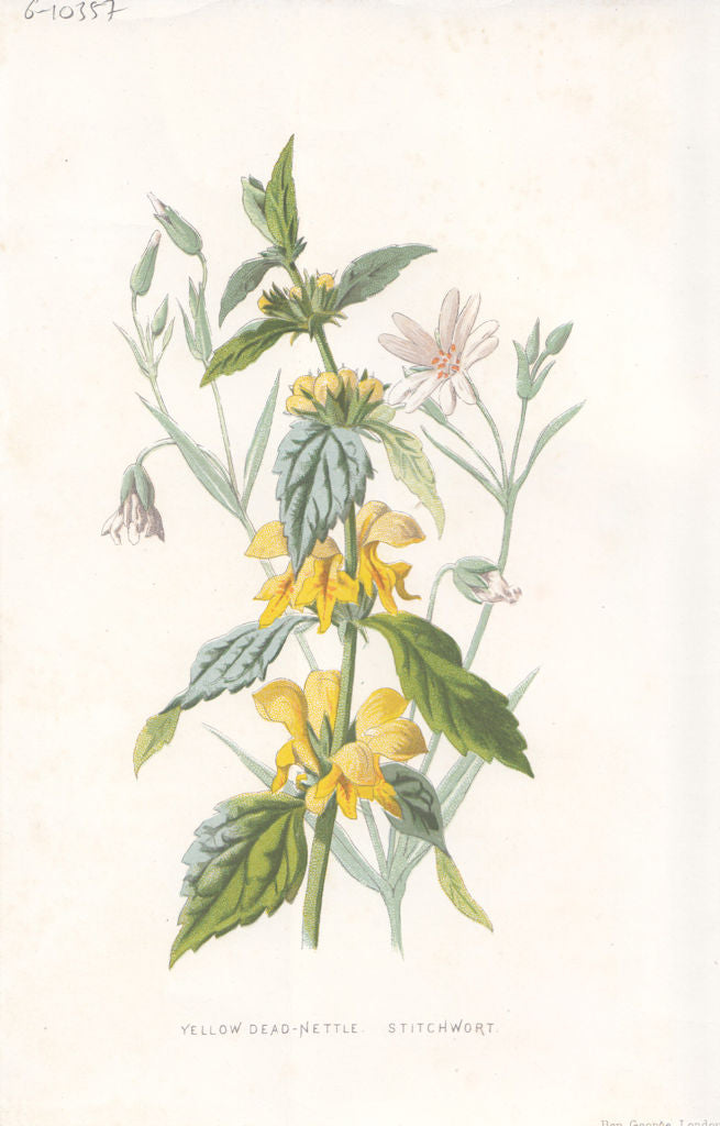 FLOWERS. Yellow Dead-Nettle & Stitchwort c1895 old antique print picture